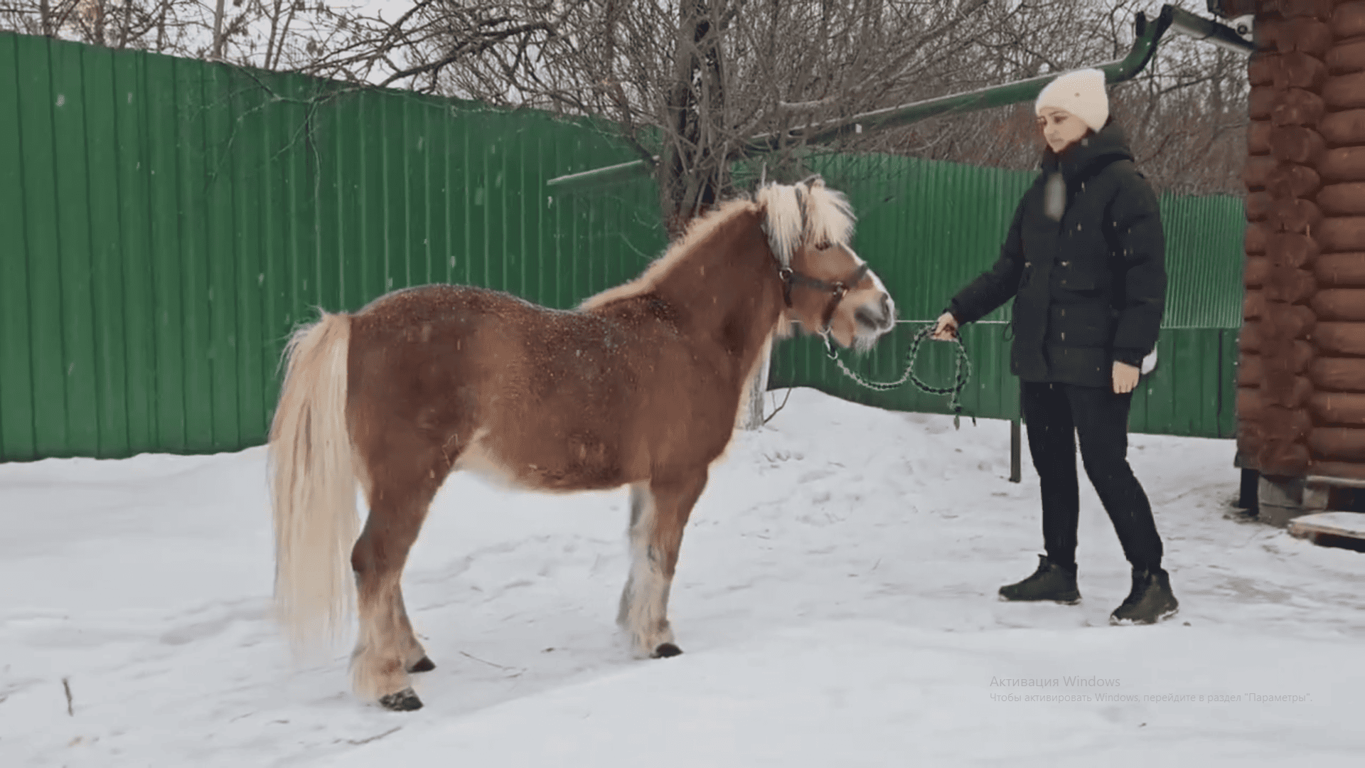 Шетлендский пони появился в ивановском зоопарке