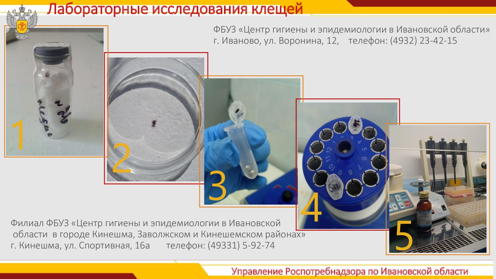 Житель Ивановской области заболел клещевым боррелиозом