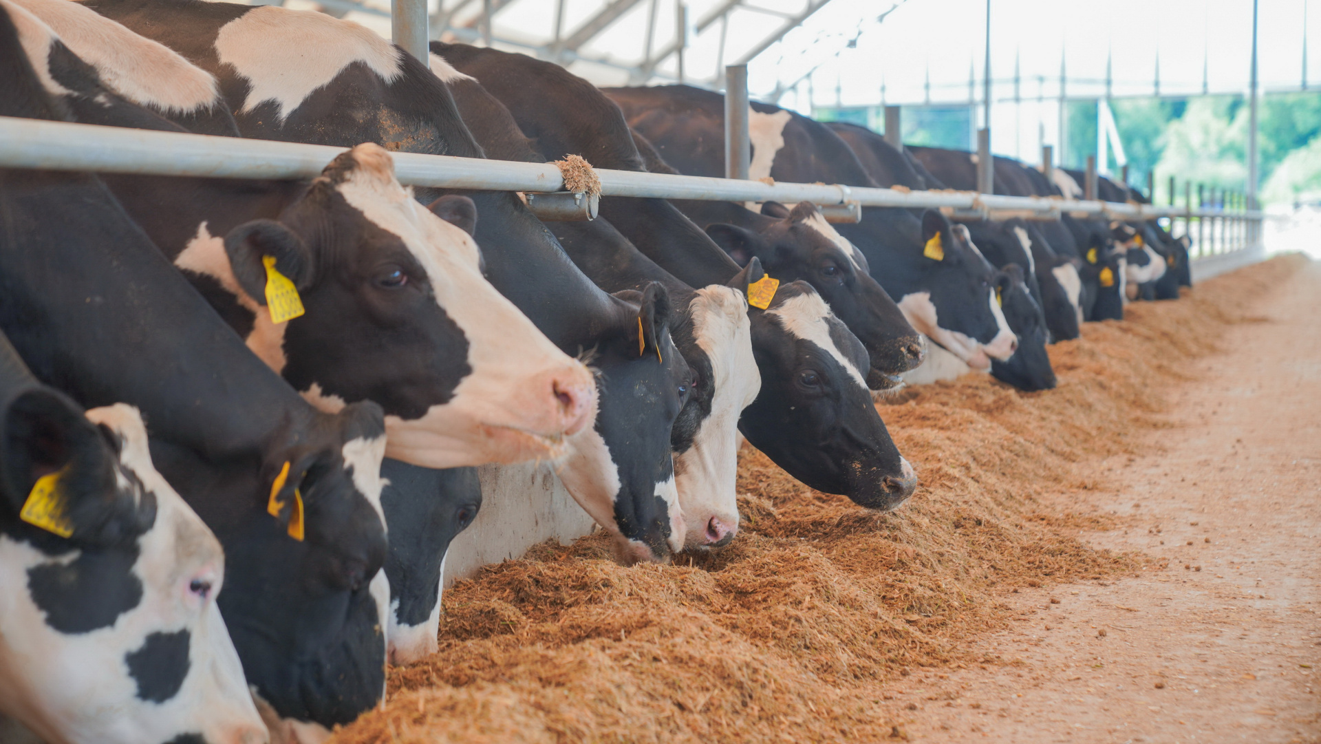 Производство молочной продукции выросло в Ивановской области