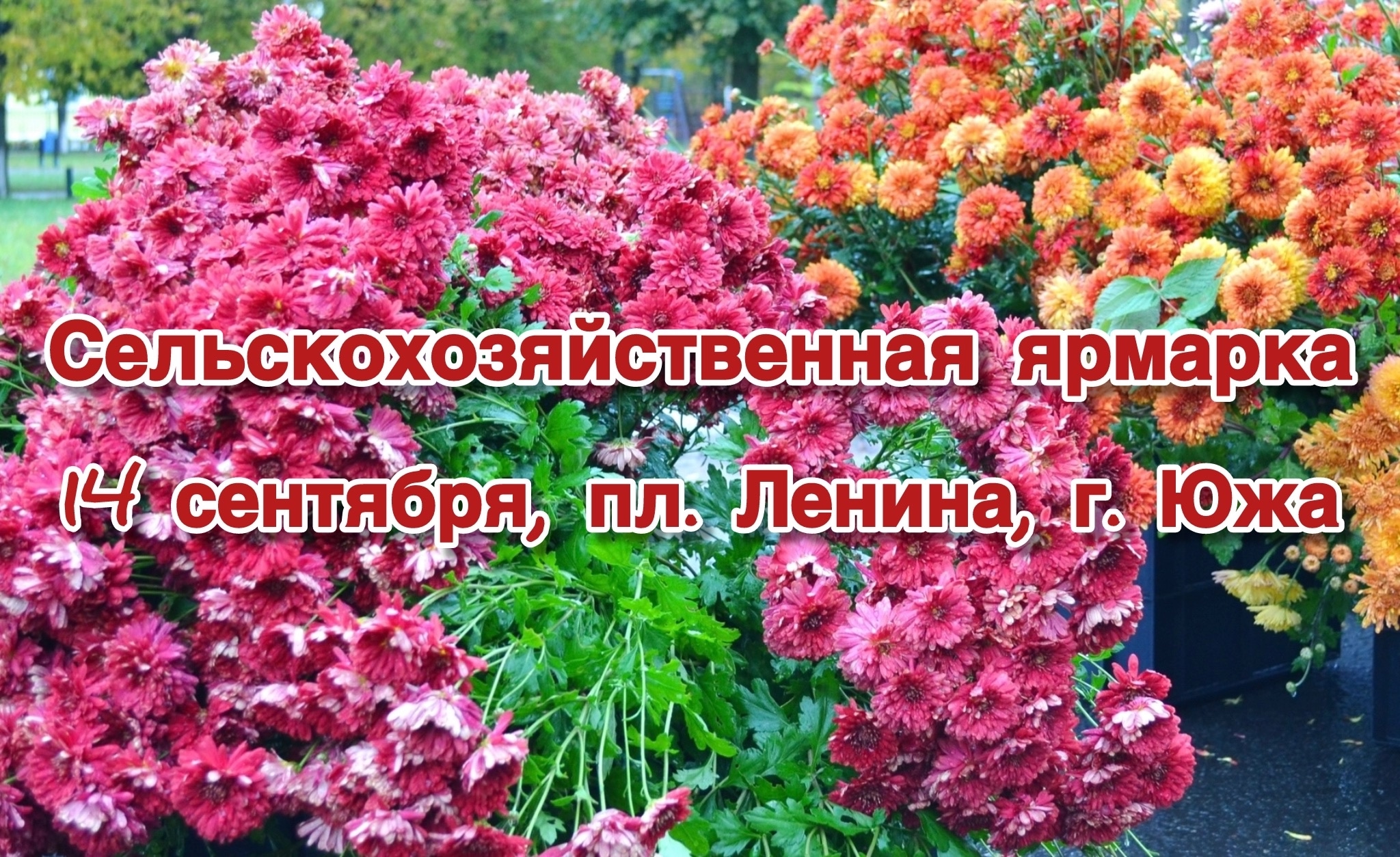 В Ивановской области пройдет ярмарка сельскохозяйственной продукции и конкурс "Осенний зонтик"
