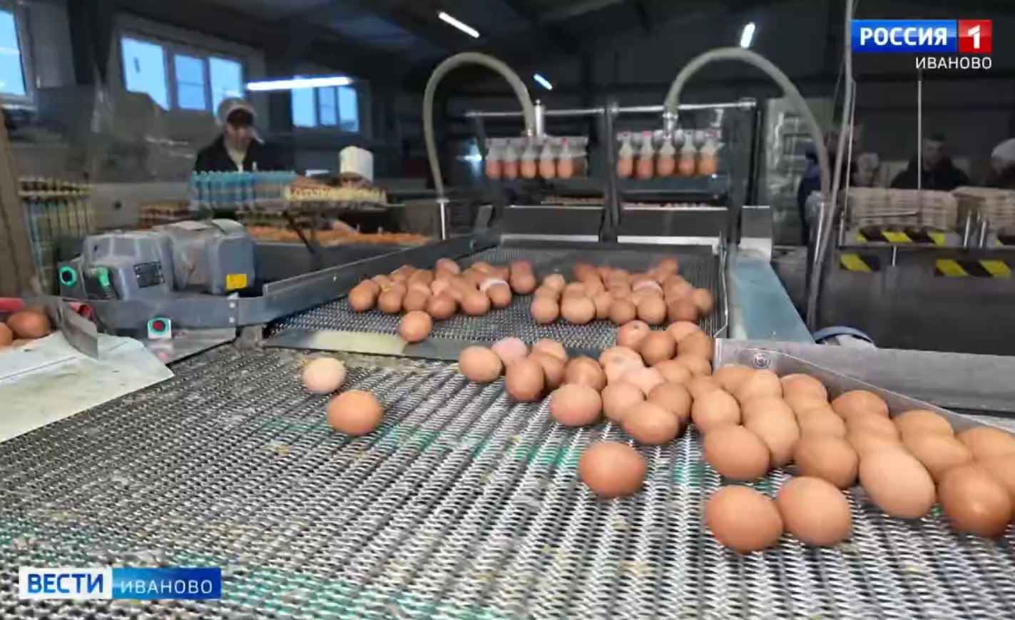 Производство животноводческой продукции выросло в Ивановской области