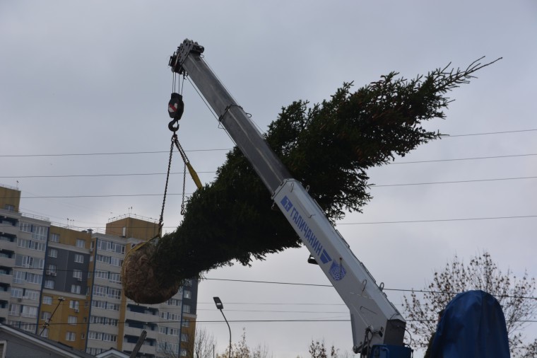 Ель высотой более 8 метров высажена в сквере «Молодежный» в Иванове
