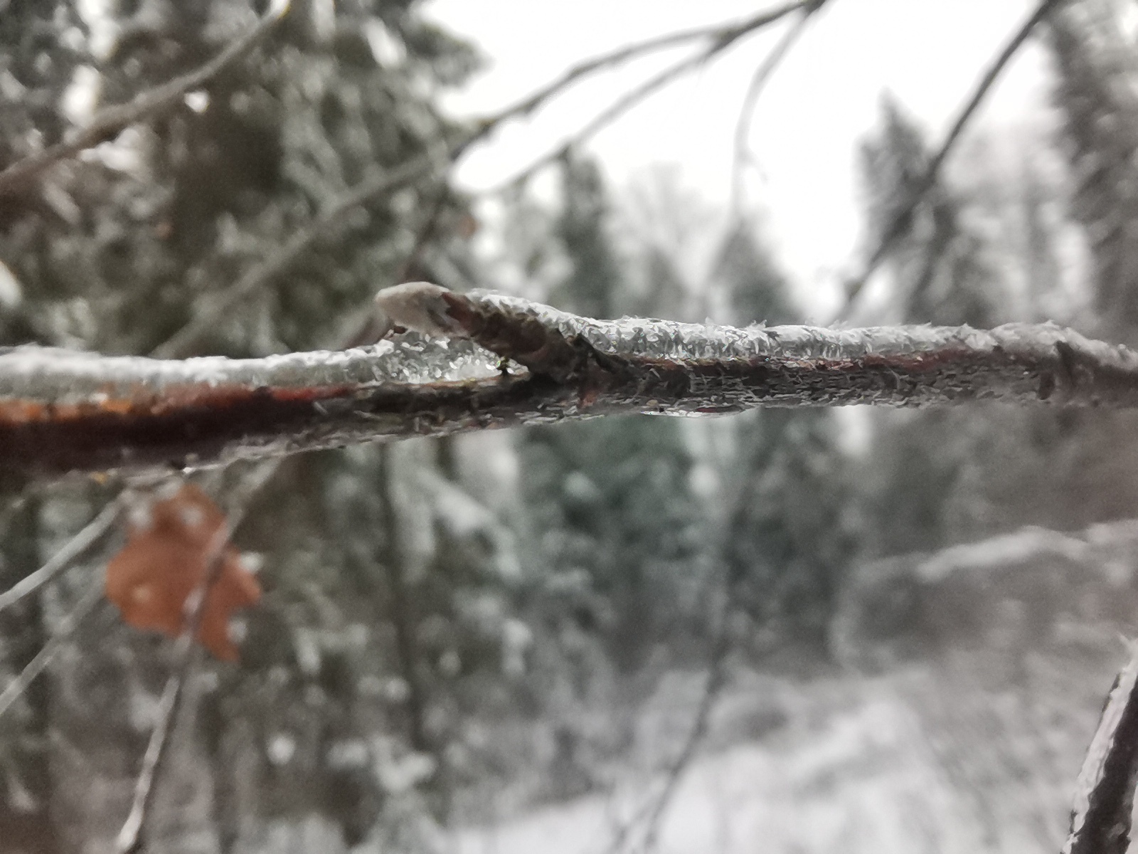 Сильный ветер и гололедица ожидаются в Ивановской области