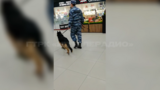 На эвакуации в торговом центре на Куконковых в Иванове пришлось задействовать кинологов